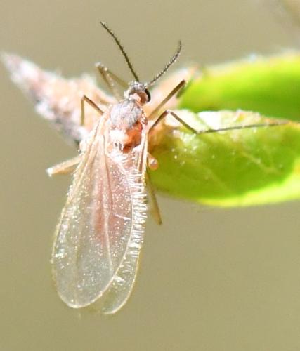Réf. 300 787 : Cecidomyiinae inconnu